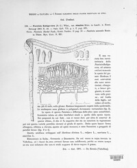 Puccinia recondita image